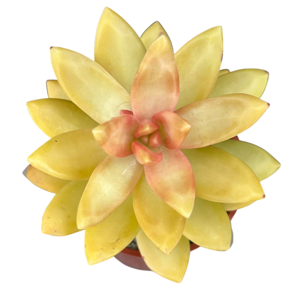 Sedum nussbaumerianum