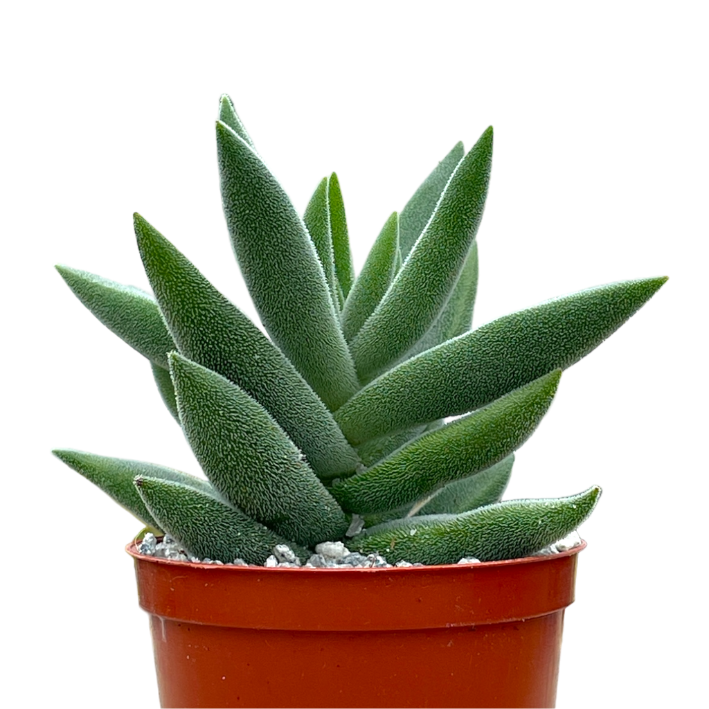 Crassula mesembryanthemoides