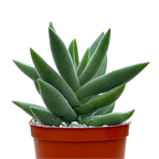 Crassula mesembryanthemoides