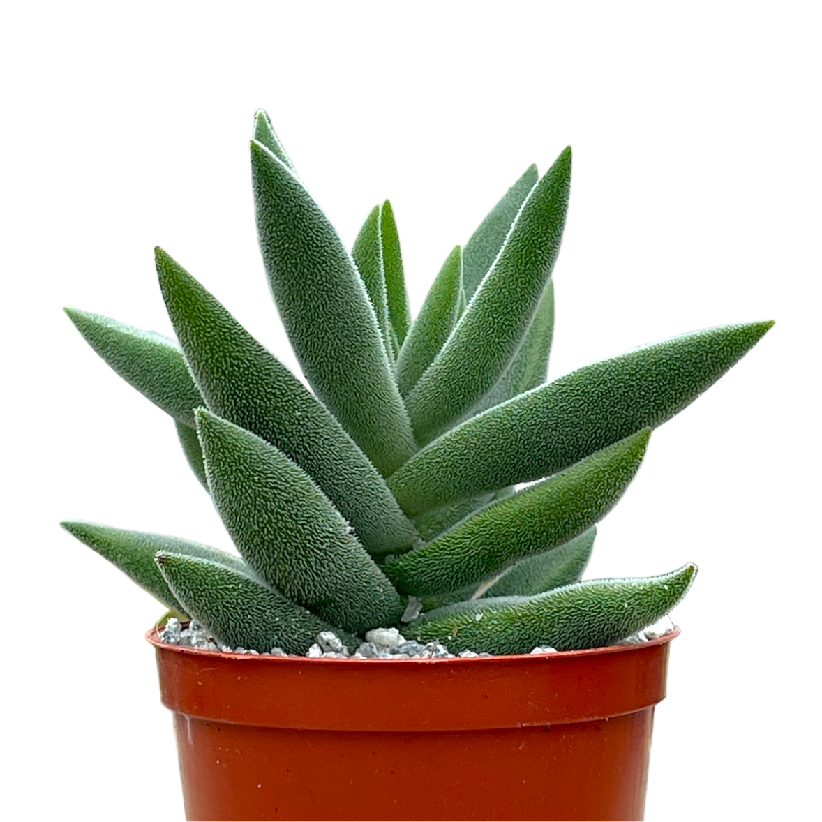 Crassula mesembryanthemoides