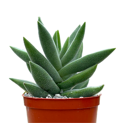 Crassula mesembryanthemoides