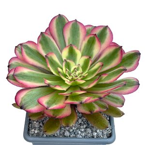 Aeonium 'Pink Daisy'