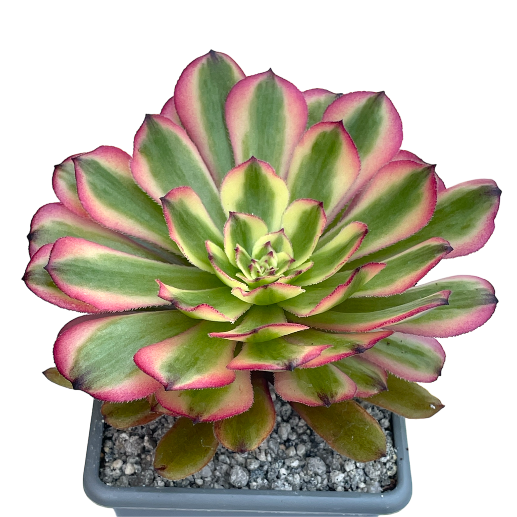 アエオニウム 'ピンクデイジー' – Surreal Succulents アエオニウム 'ピンクデイジー' – Surreal Succulents