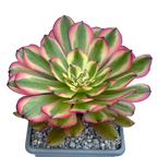 Aeonium 'Pink Daisy'