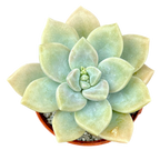 x Graptoveria 'Koala'