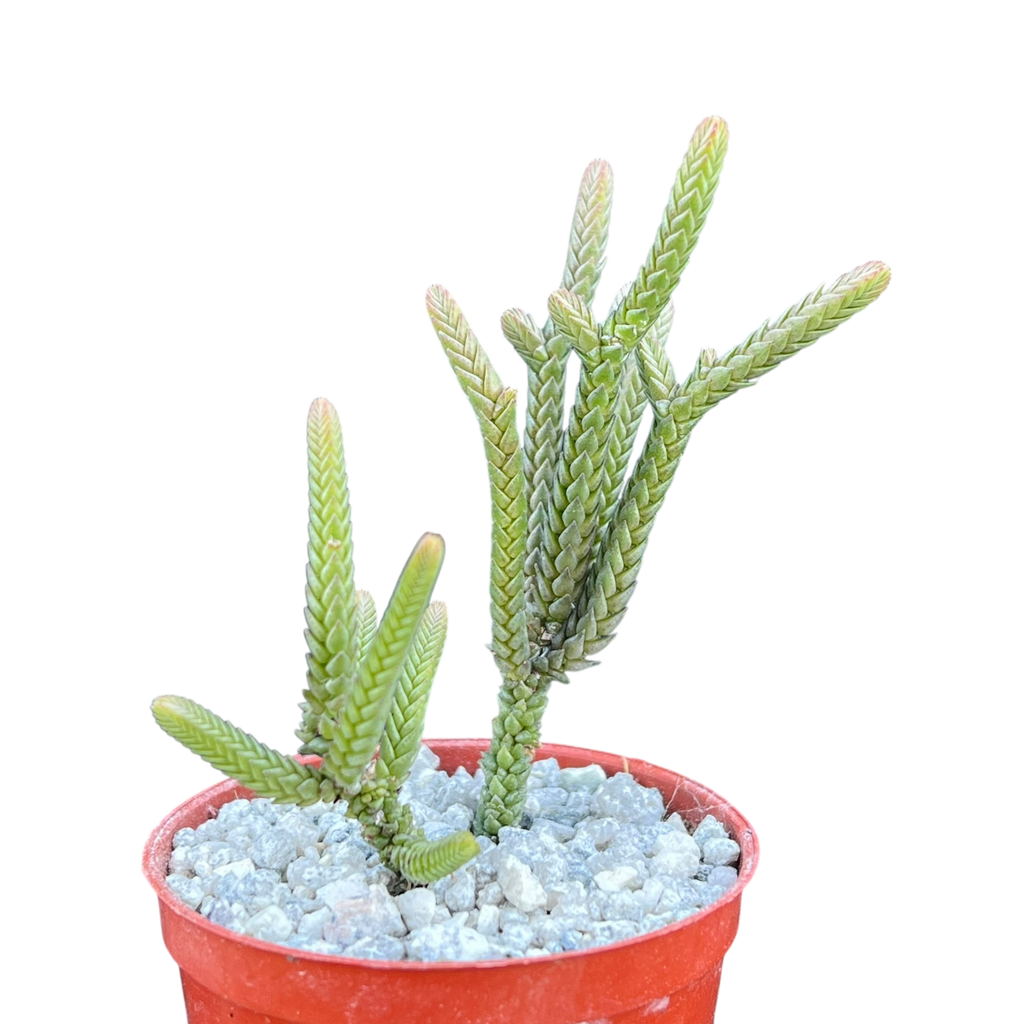 Crassula muscosa