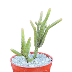 Crassula muscosa