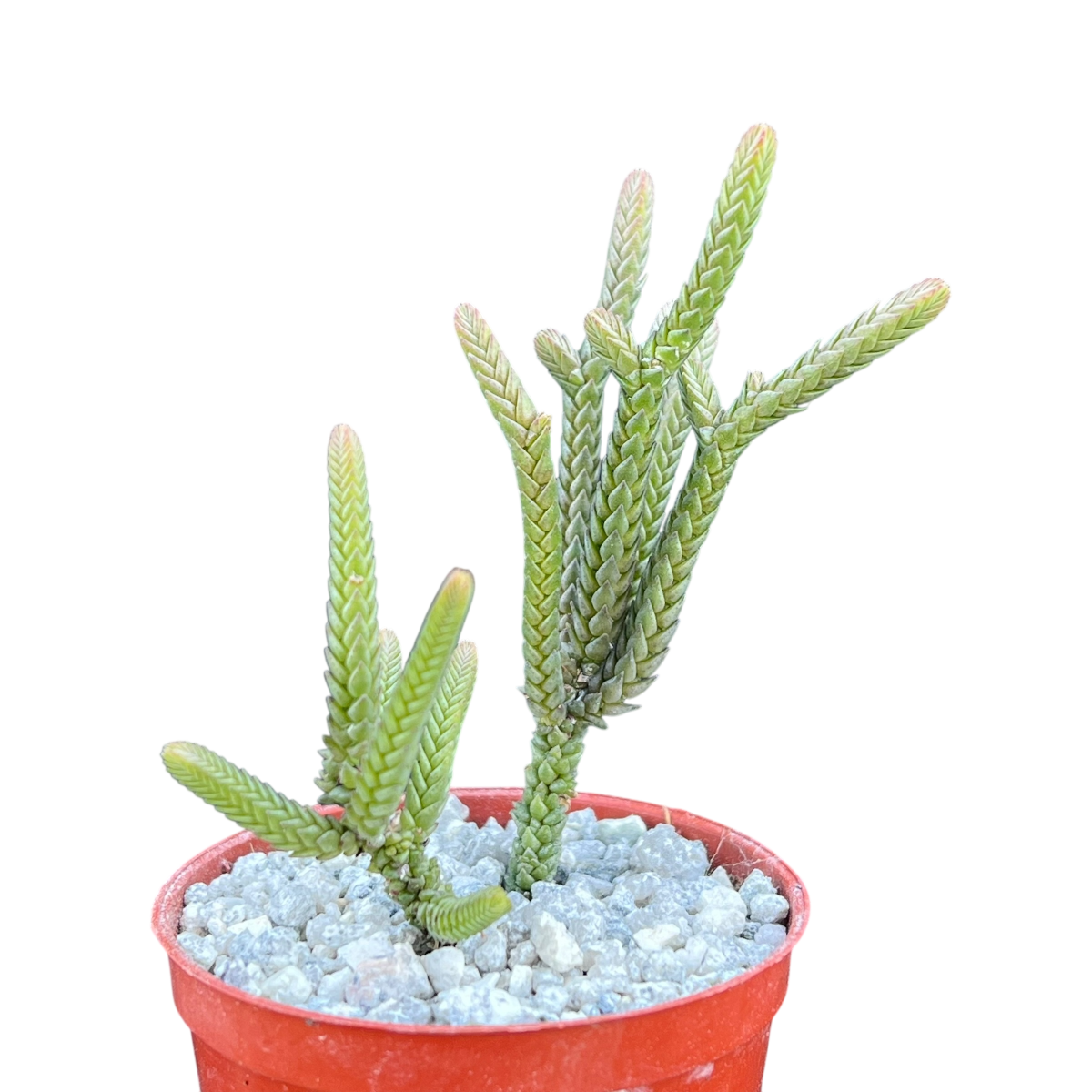 Crassula muscosa