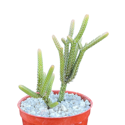Crassula muscosa