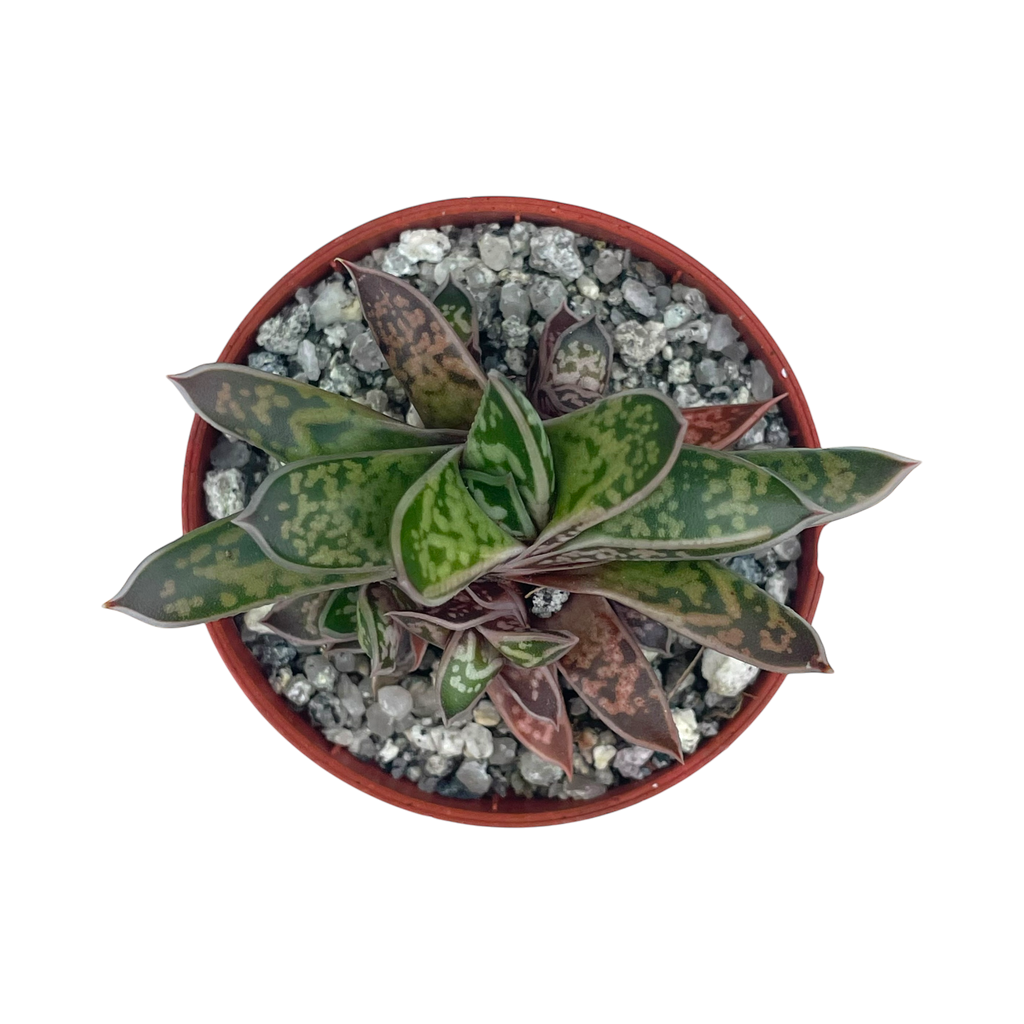 Gasteria bicolor var. liliputana