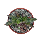 Gasteria bicolor var. liliputana