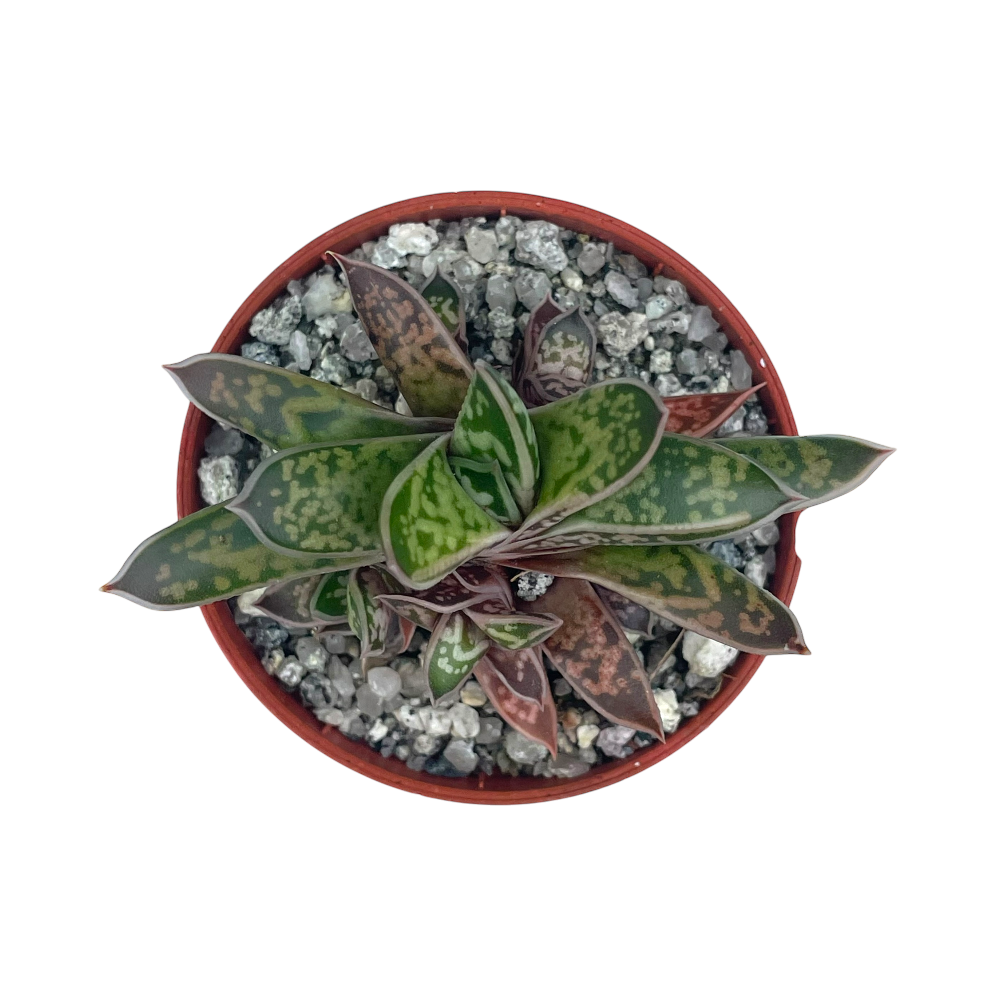Gasteria bicolor var. liliputana