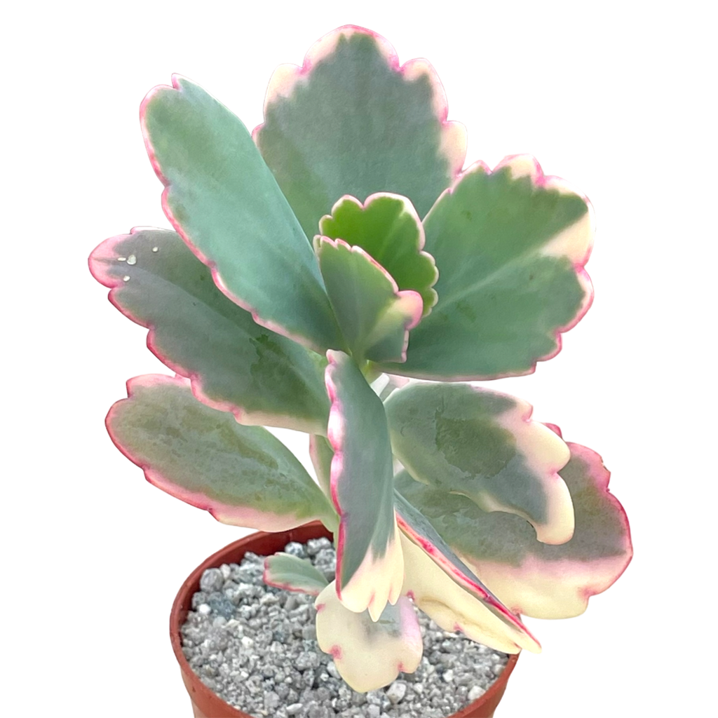 Kalanchoe fedtschenkoi variegata