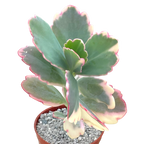 Kalanchoe fedtschenkoi variegata