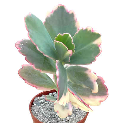Kalanchoe fedtschenkoi variegata