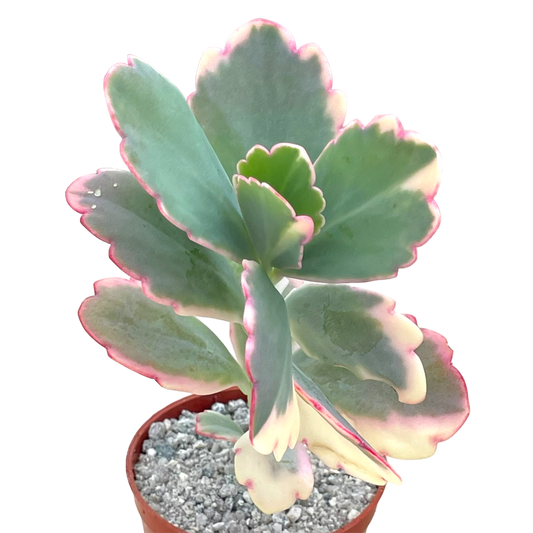 Kalanchoe fedtschenkoi variegata