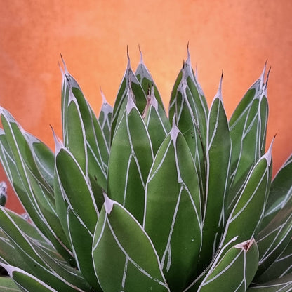 Agave victoriae-reginae