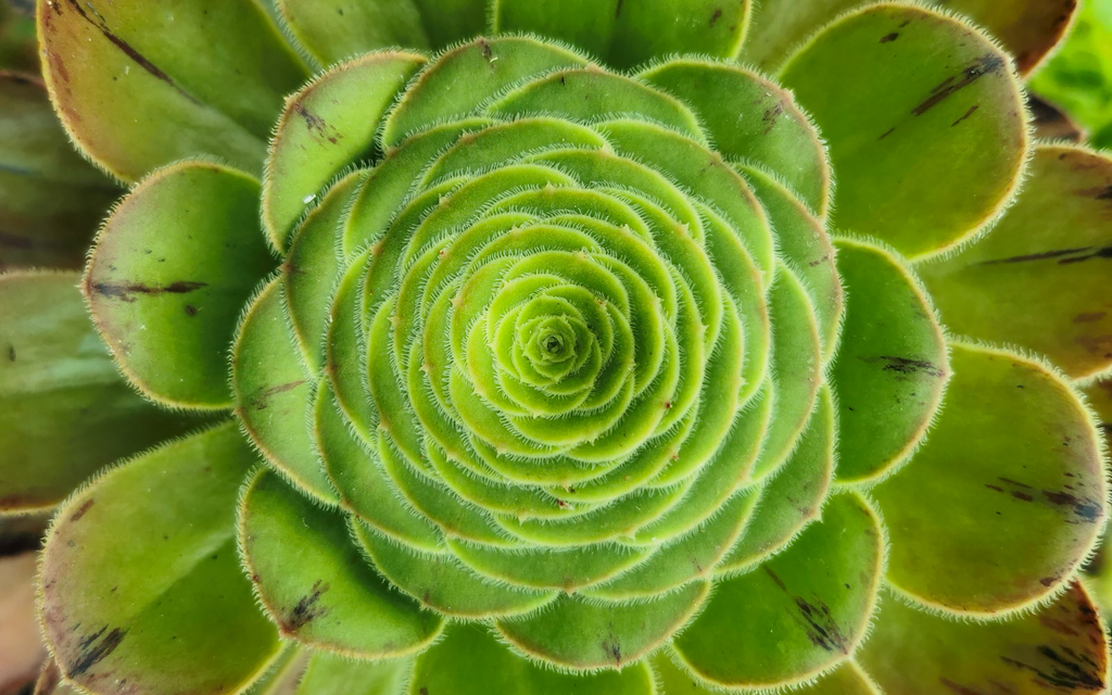 Aeonium arboreum v. holochrysum