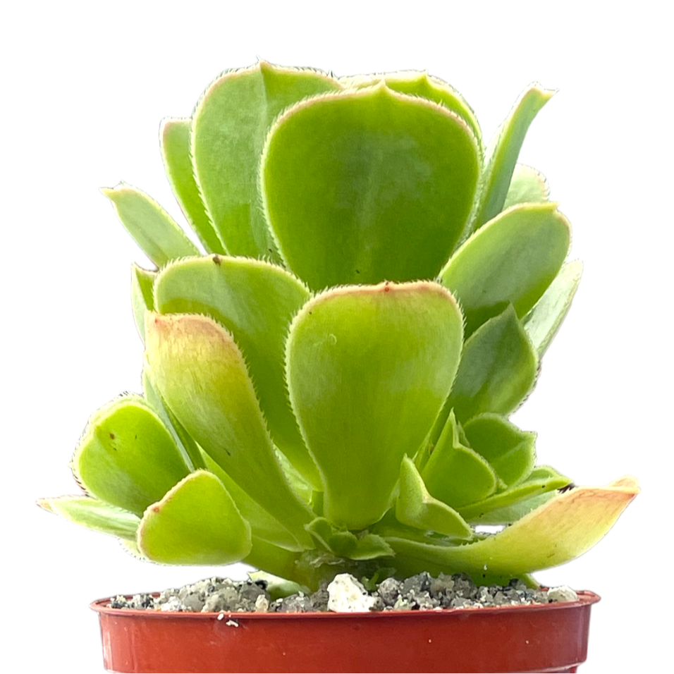 Aeonium balsamiferum