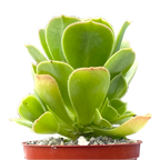 Aeonium balsamiferum