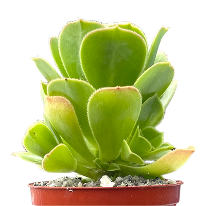 Aeonium balsamiferum