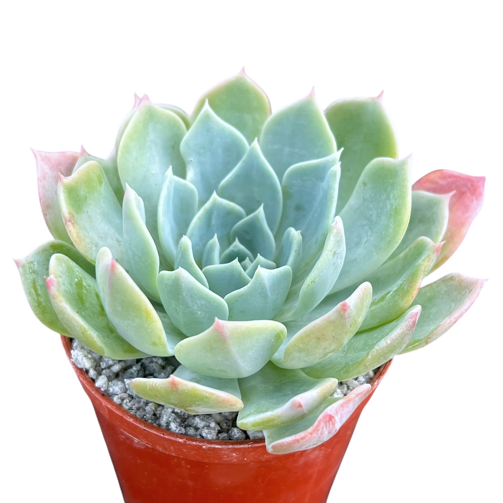 Echeveria peacockii