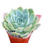 Echeveria peacockii