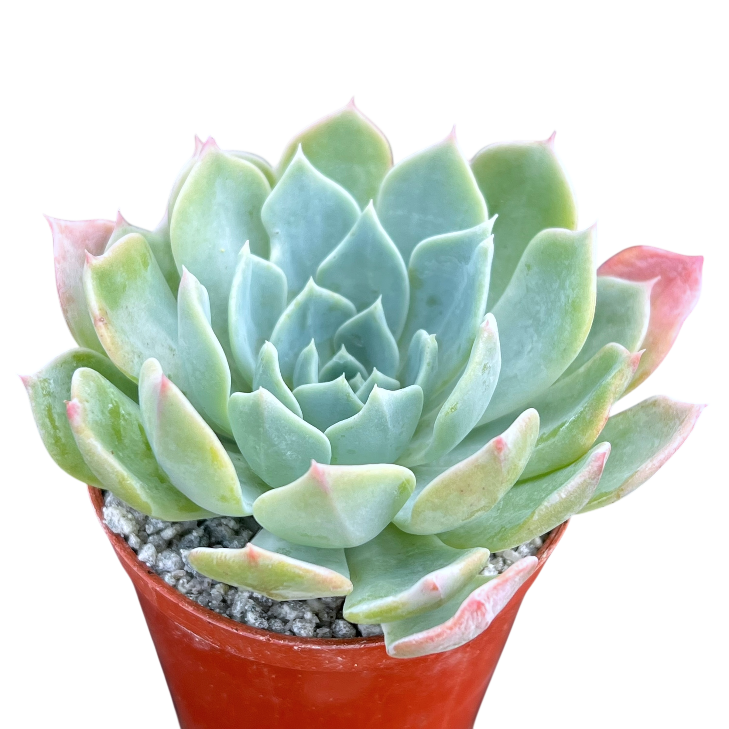 Echeveria peacockii