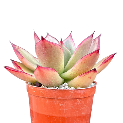 Echeveria agavoides 'Dragon's Tooth'