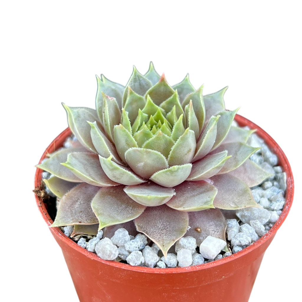 Sempervivum 'Lilac Time'