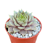 Sempervivum 'Lilac Time'