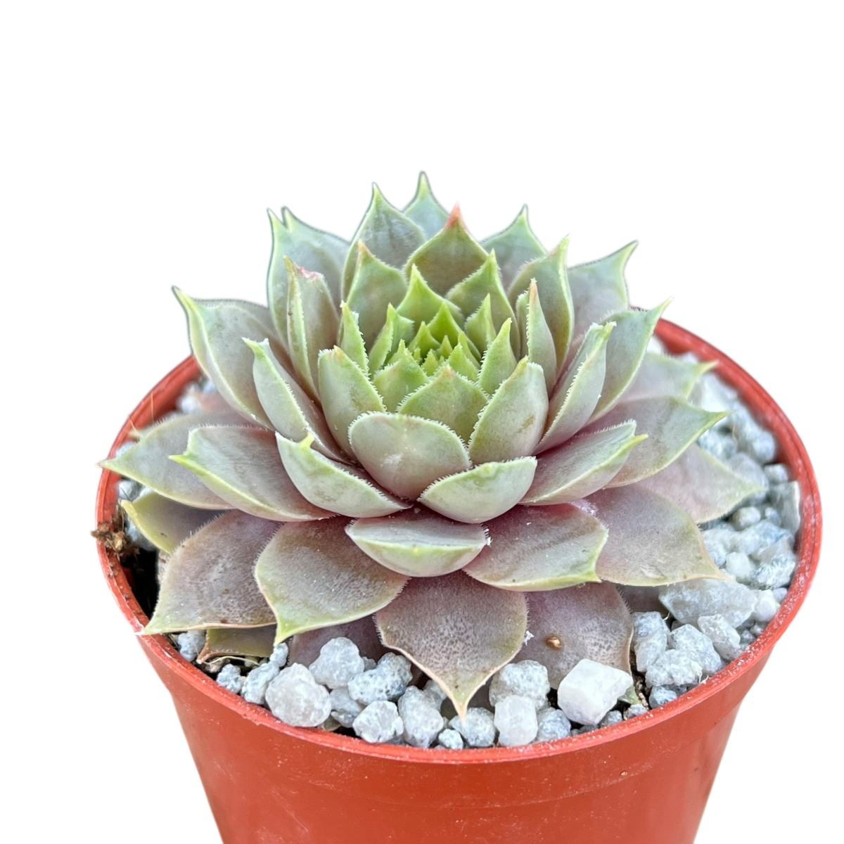 Sempervivum 'Lilac Time'