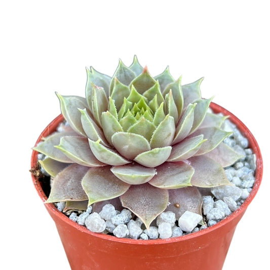 Sempervivum 'Lilac Time'