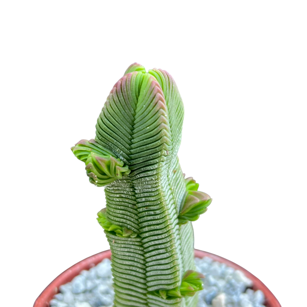 Crassula pyramidalis
