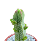 Crassula pyramidalis