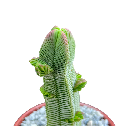 Crassula pyramidalis