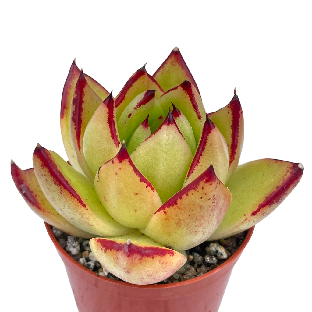 Echeveria agavoides 'Maria'