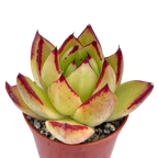 Echeveria agavoides 'Maria'