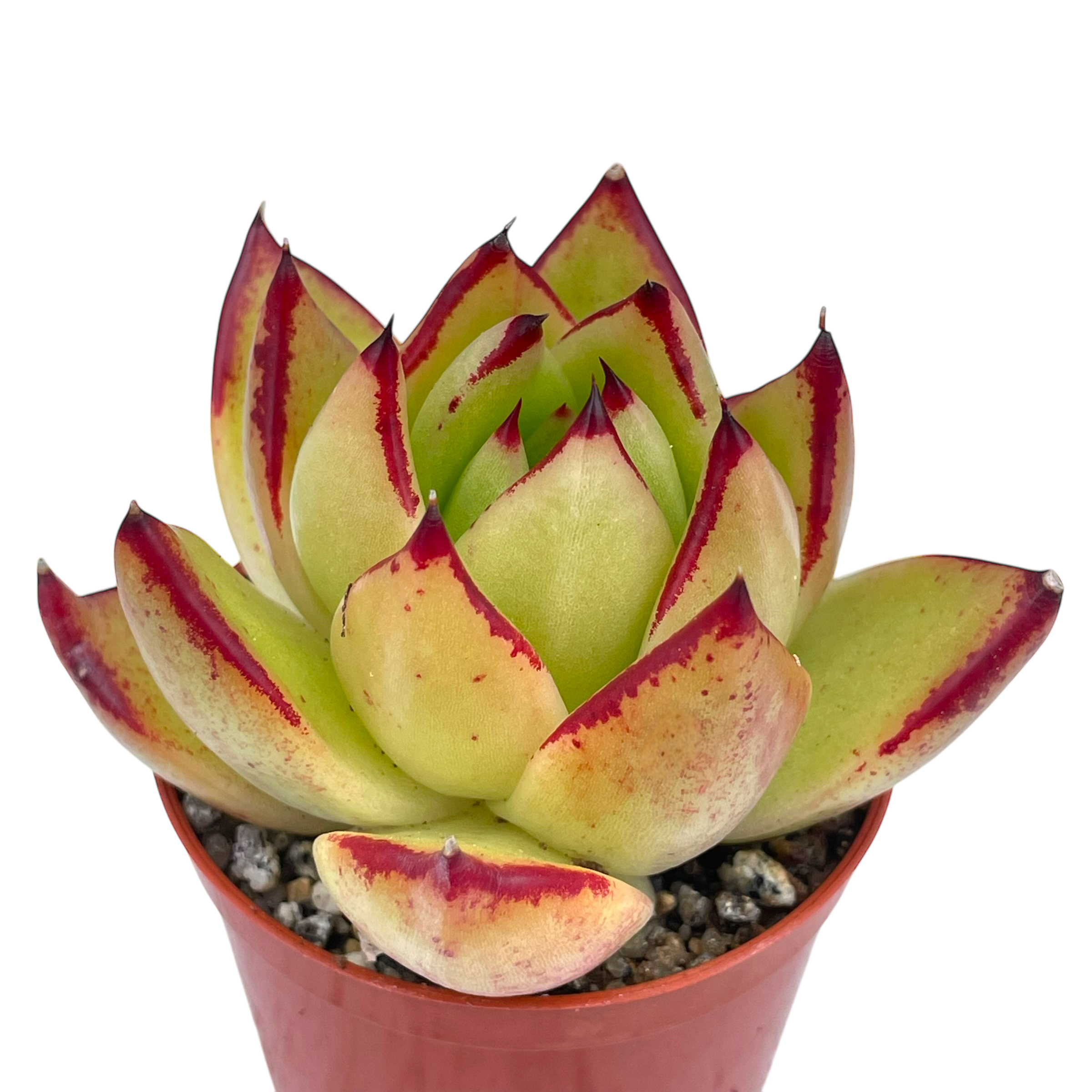 Echeveria agavoides 'Maria'