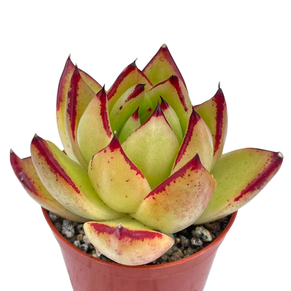 Echeveria agavoides 'Maria'