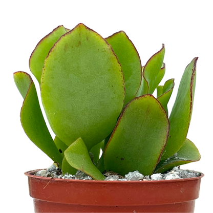Crassula arborescens 'Ripple Jade'
