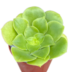 Aeonium canariense var. subplanum