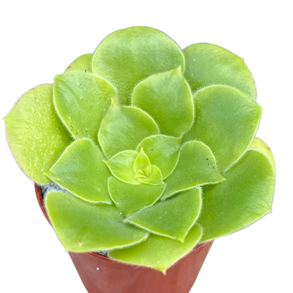 Aeonium canariense var. subplanum