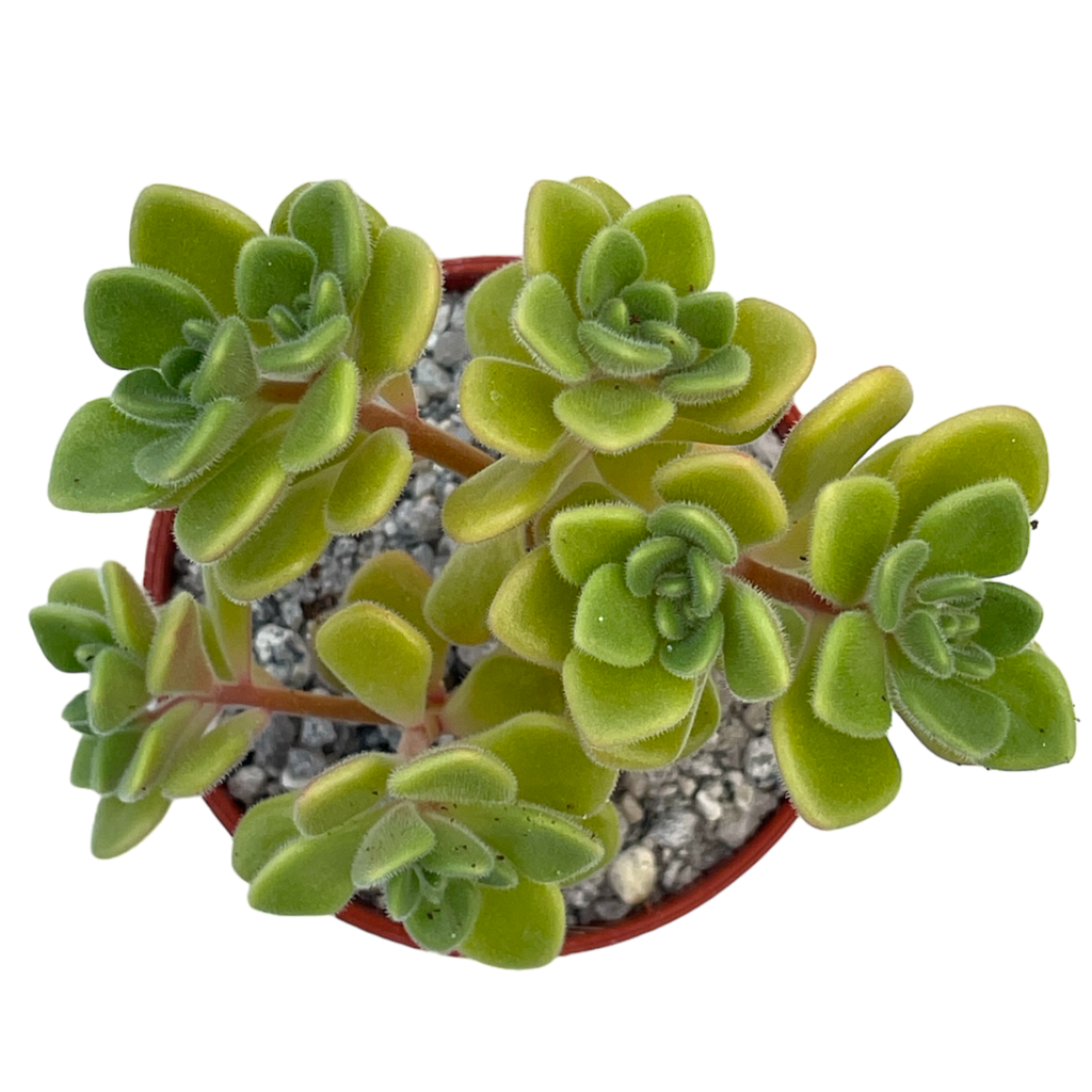 Aichryson bethencourtianum