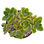 Aichryson bethencourtianum