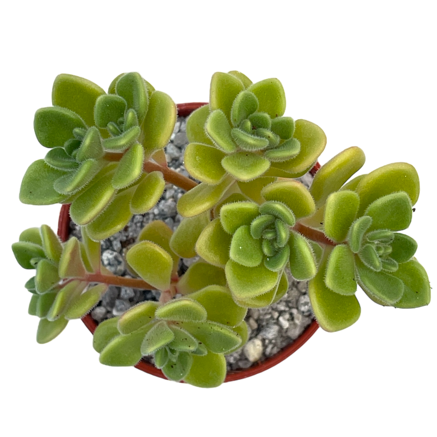 Aichryson bethencourtianum