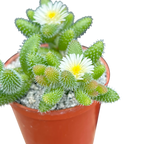 Delosperma echinatum | Pickle Plant