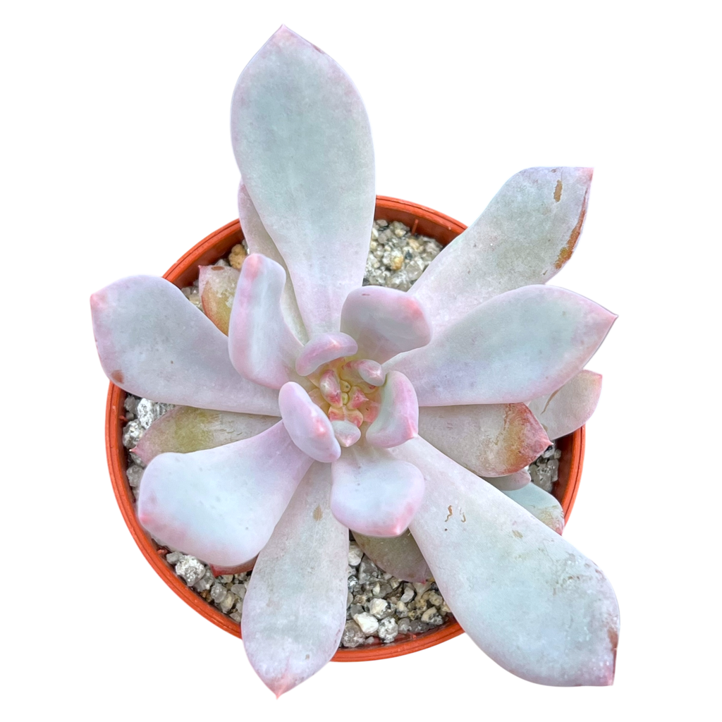 Graptopetalum 'Korayrochi'