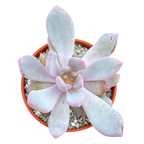 Graptopetalum 'Korayrochi'