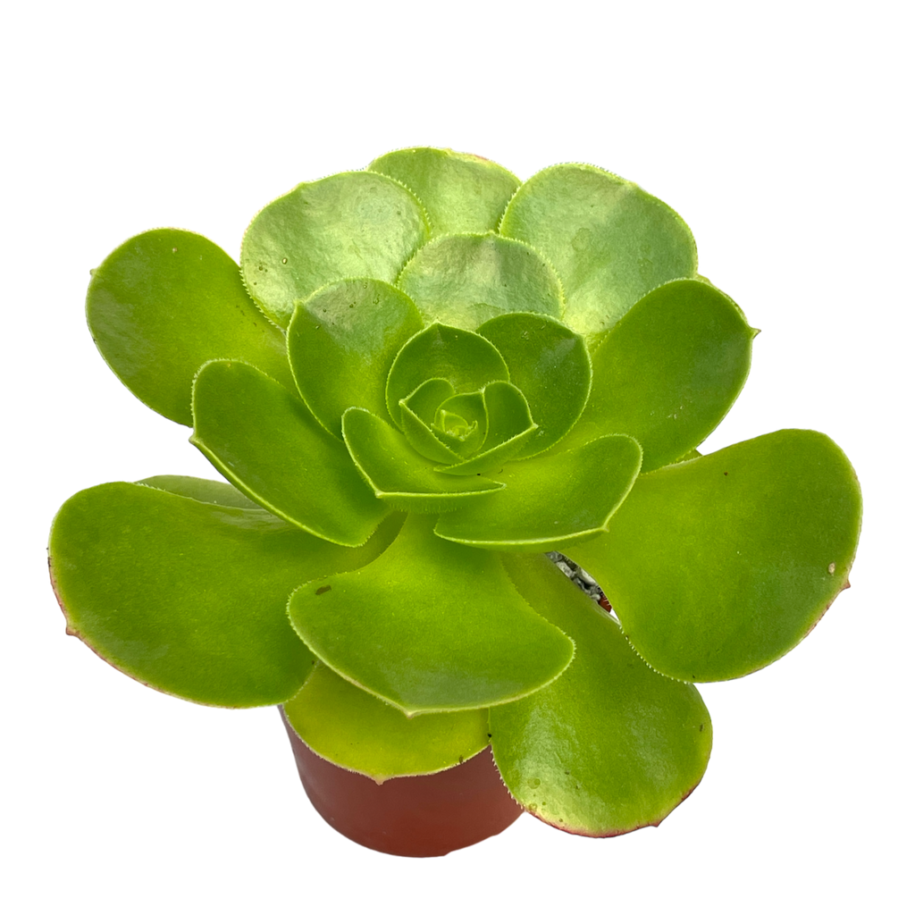 Aeonium canariense v. californicum